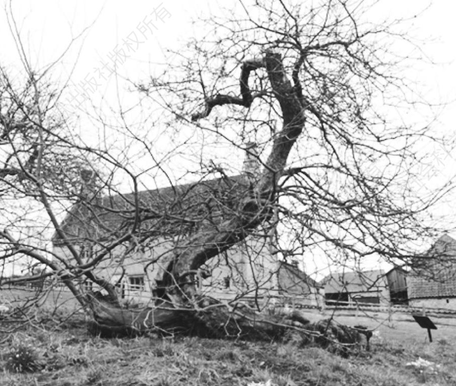 图3 位于伍尔斯索普庄园的牛顿故居及苹果树，这棵苹果树曾入选“英国50名树”