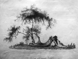 图4 倒下的牛顿苹果树，19世纪20年代的素描画