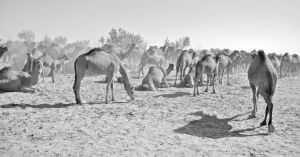 图6 卡拉库姆沙漠绿洲间的单峰驼群，土库曼斯坦，2010年。中亚现在很难再见到大型驼群了，它们在很大程度上已被卡车和飞机所取代