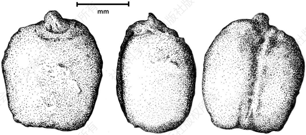 图11 高度紧凑型小麦粒的三面视图。其年代在公元前二千纪中期，出土于哈萨克斯坦的塔斯巴斯
