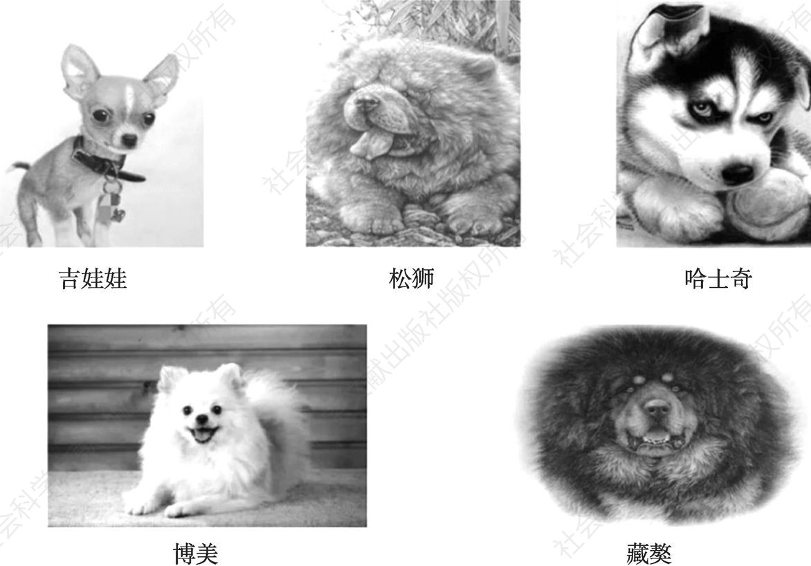 图6-2 狗的分类：宠物狗