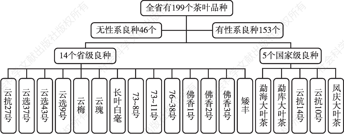 图2 云南省茶叶品种图谱