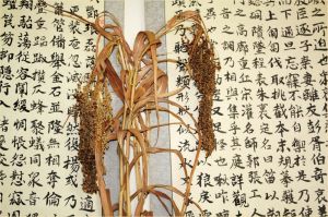 刘启尧在青海平安试验种植的黍标本 拍摄：霍福