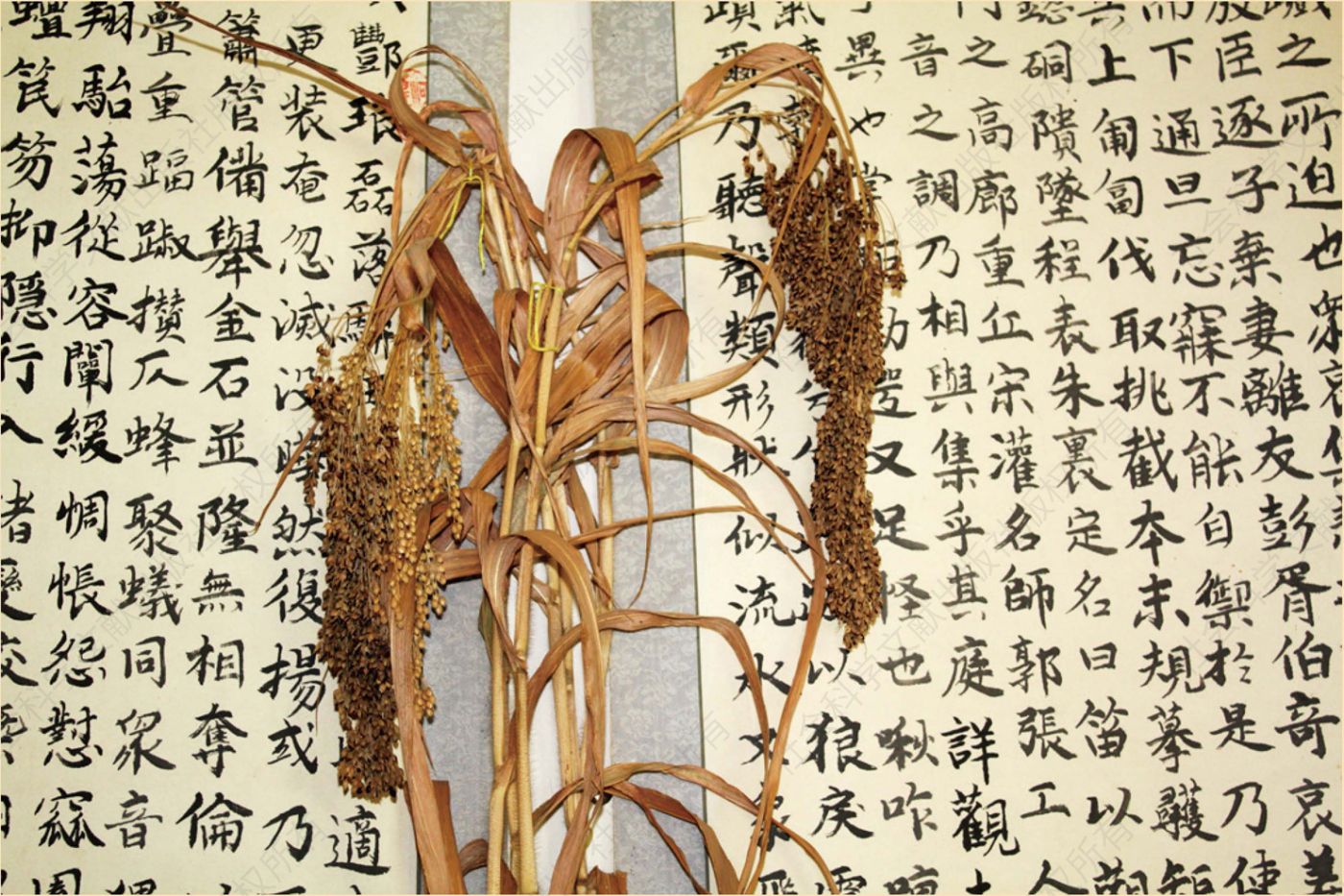 刘启尧在青海平安试验种植的黍标本 拍摄：霍福