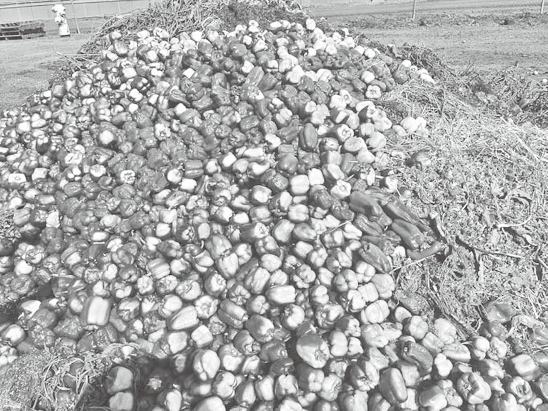 加利福尼亚州萨利纳斯被丢弃的成堆灯笼椒