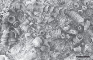 图1 Cloudina carinata化石