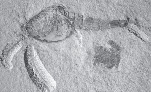 图3 卵形川滇虫（Chuandianella ovata）化石