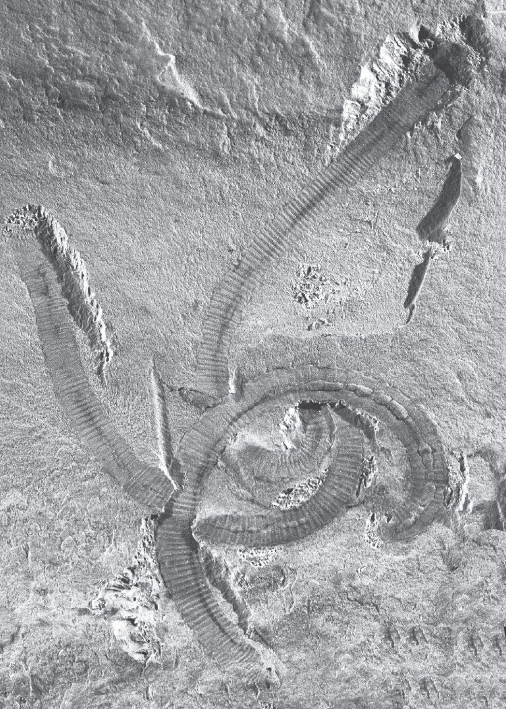 图4 圆筒帽天山蠕虫（Maotianshania cyclindrica）化石