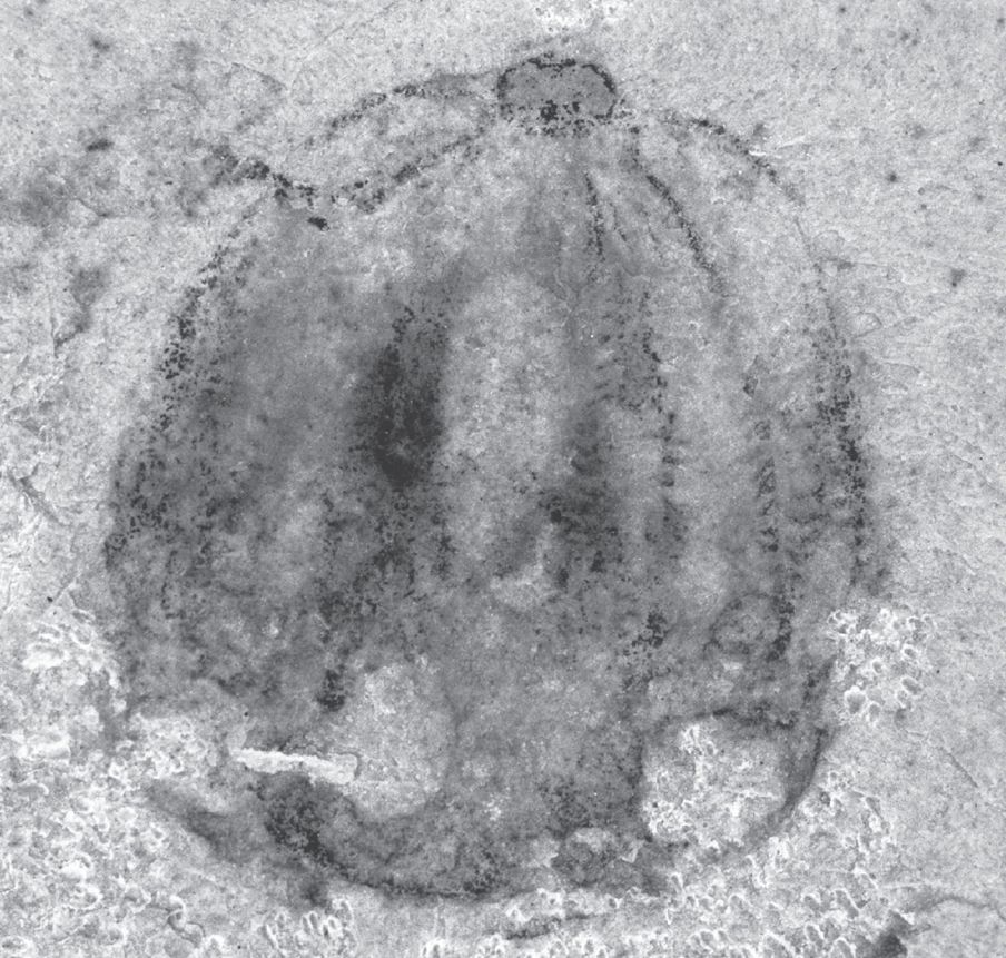 图6 帽天栉水母（Maotianoascus octonarius）化石