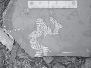 图12 螺旋笔石（Spirograptus）