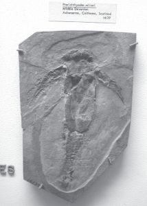 图13 米氏胴甲鱼（Pterichthyodes milleri）化石