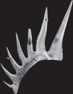 图15 异锯齿（Idioprioniodus）牙形石的“S”元素