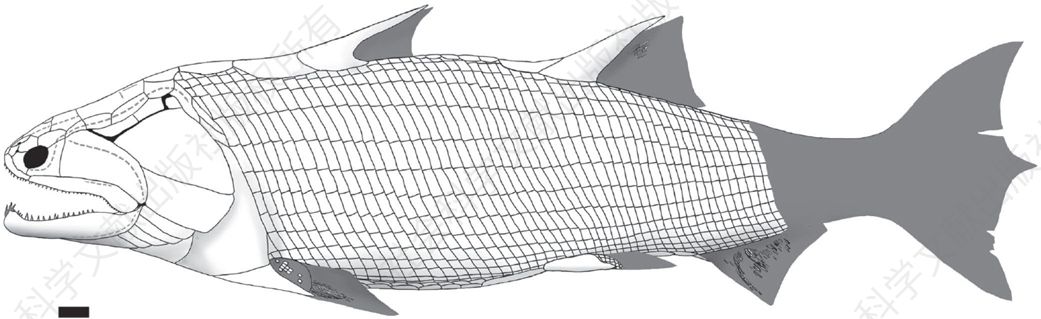 图18 早期鱼类梦幻鬼鱼
