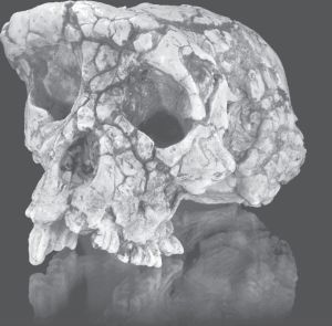 图22 乍得沙赫人的头骨化石