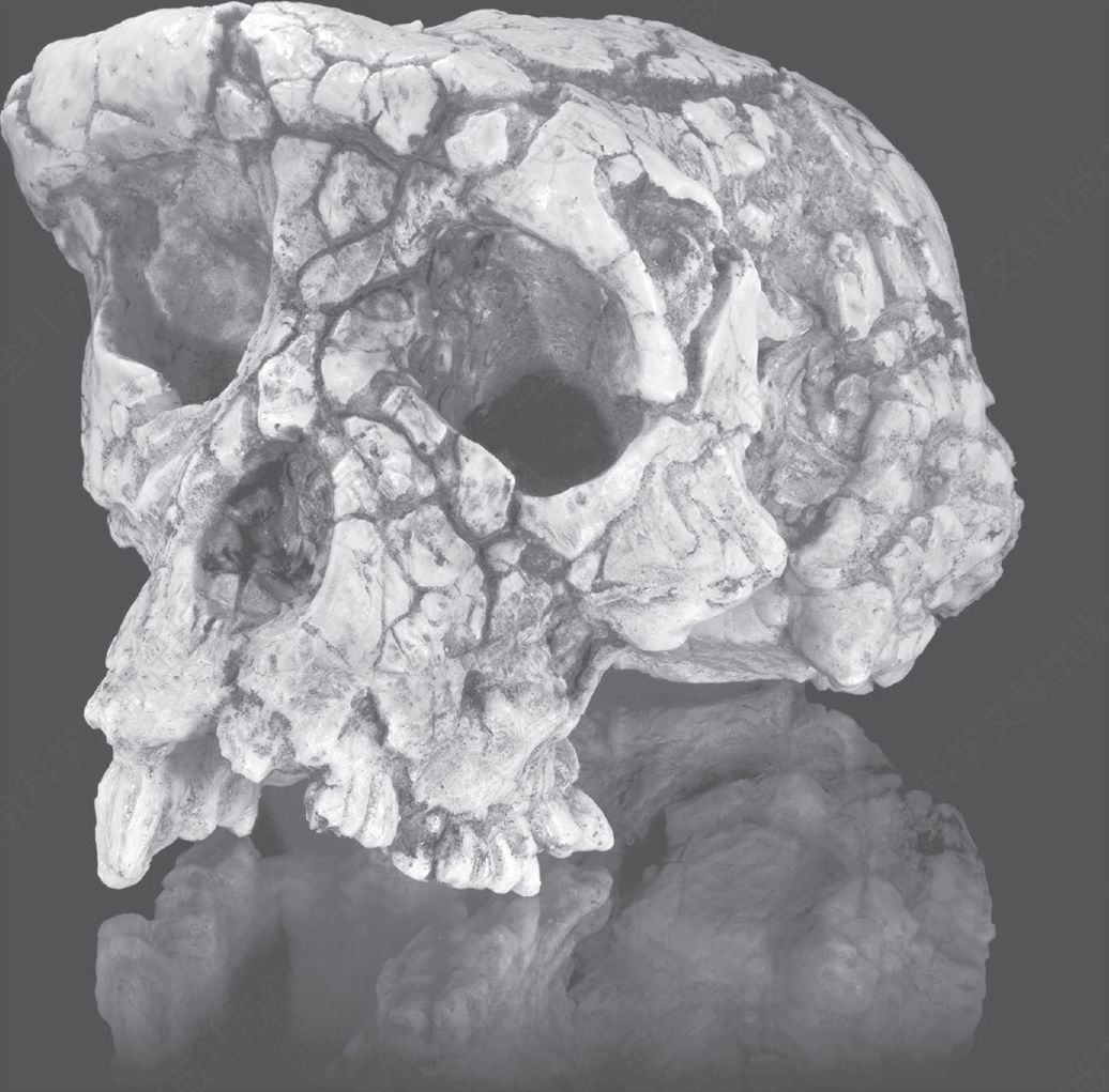图22 乍得沙赫人的头骨化石
