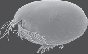 图30 介形虫海萤