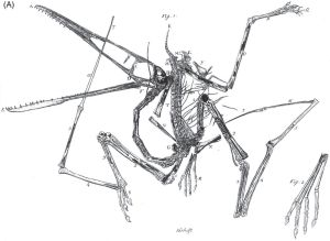 图34（A） 意大利自然学家科西莫·科里尼画的古老翼手龙（Pterodactylus antiquus）原稿
