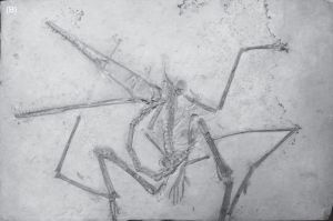 图34（B） 含有古老翼手龙化石的原始岩板的照片