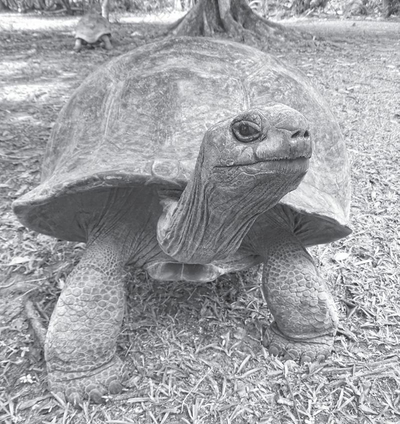 图37 雌性阿尔达布拉象龟