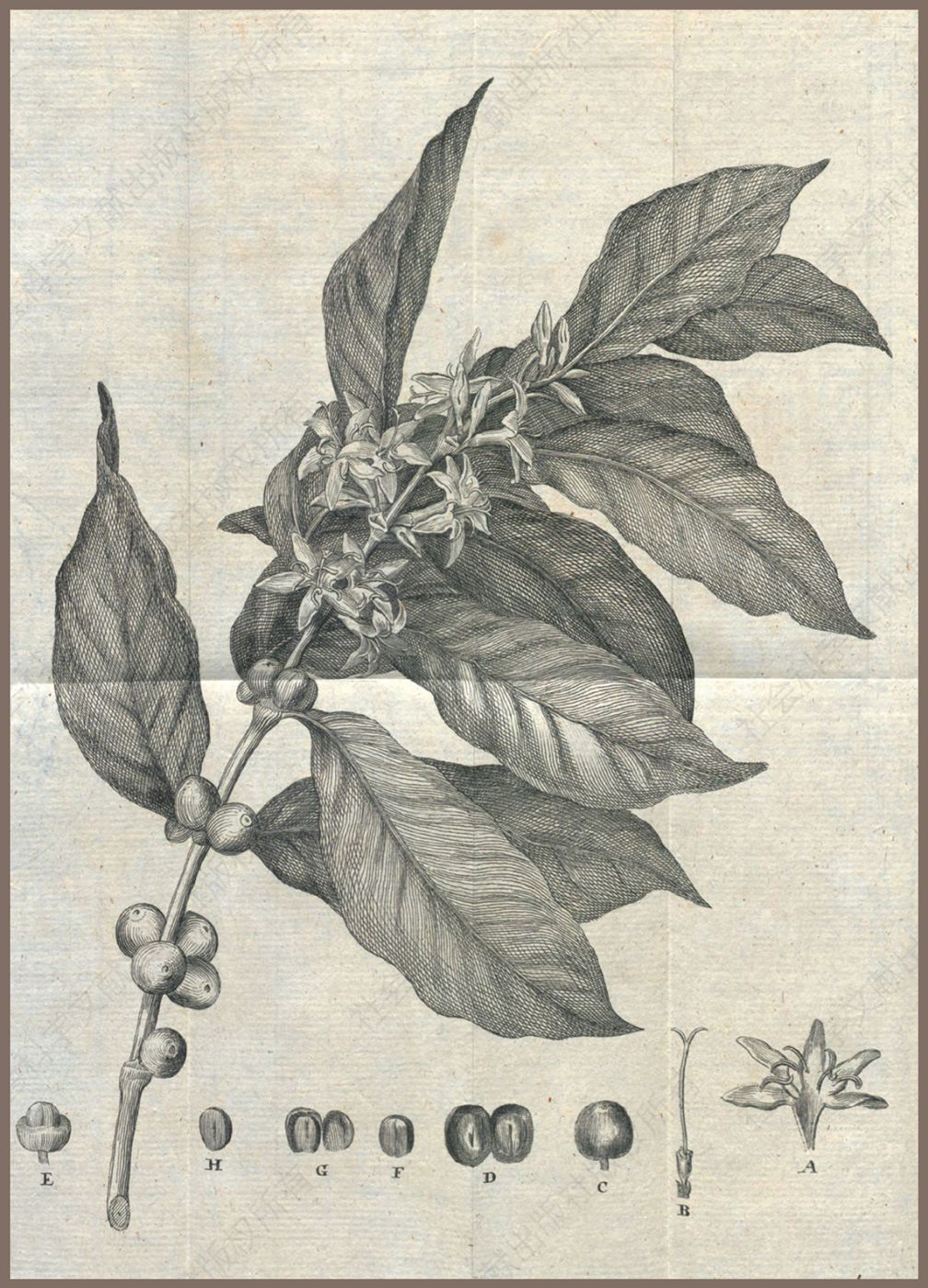 1.咖啡树一枝，带花与果实（1776）