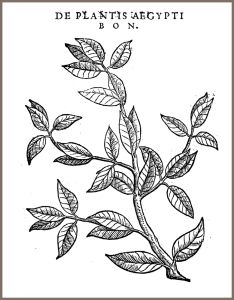 2.欧洲的首张咖啡植株图绘（1592）