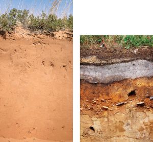 彩图1 新成土土壤剖面（左）及灰化土土壤剖面（右）