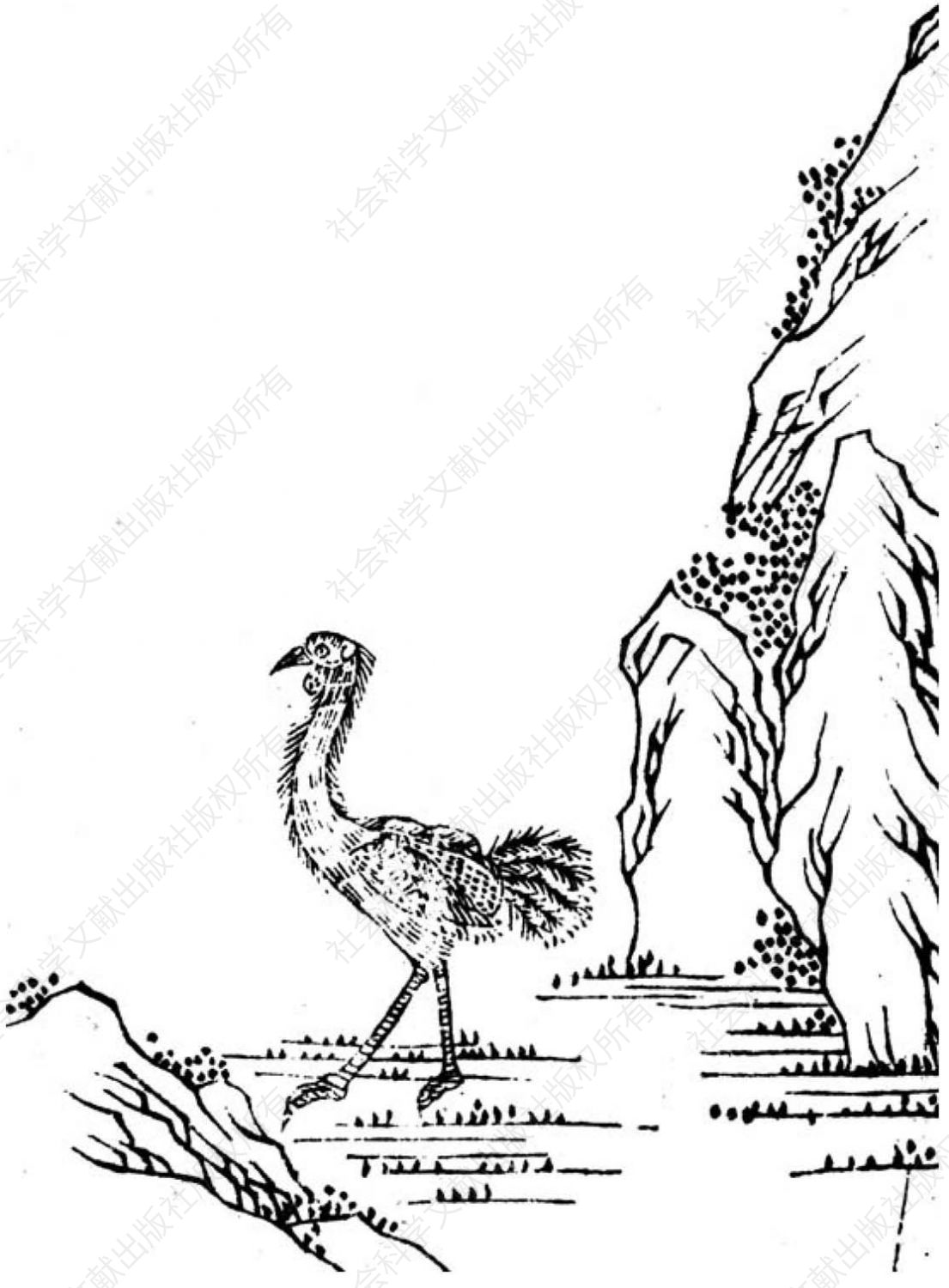 图11 《坤舆图说》里的骆驼鸟