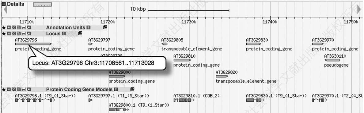 图2 拟南芥第三染色体上的一个45kbp宽的区域(千碱基对)