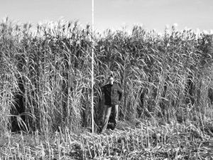 图7 2011年10月，德国Sieverdingbeck公司的巨芒草