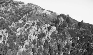 图8 加州大苏尔的山坡被猝死病菌侵扰