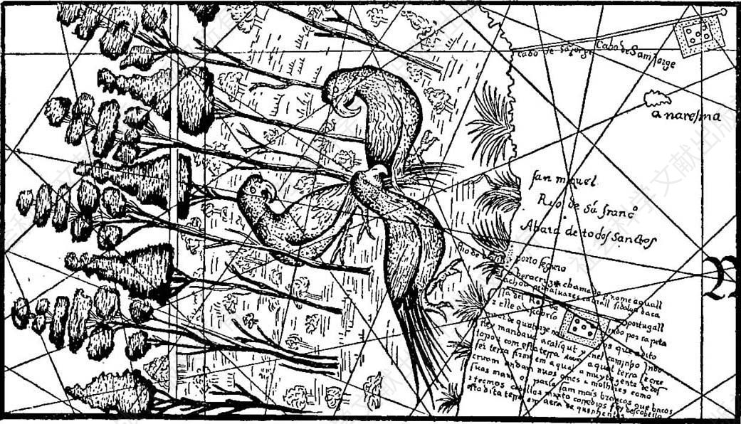 一幅著名的葡萄牙世界地图（坎迪诺平面球形图）复制品的局部，约1501年被人从葡萄牙偷偷带走。其细部第一次展现了巴西海岸，以及“大如母鸡”的鹦鹉