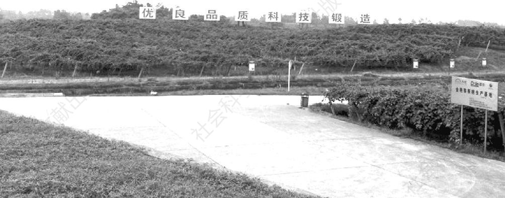 图1-1 远眺中乐县猕猴桃生产基地