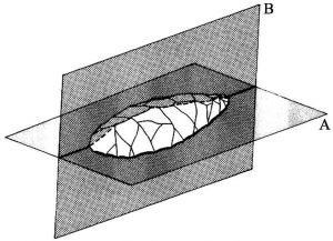 图1-1 两面器的基本观察方法：两面平衡面（A）和两边平衡面（B）（Inizan et al.，1995）