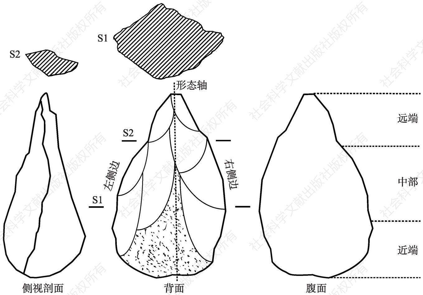 图1-2 中国手斧（修型工具）的定位观察方式和描述术语（S1代表中部的横截面形态，S2代表远端横截面的形态）