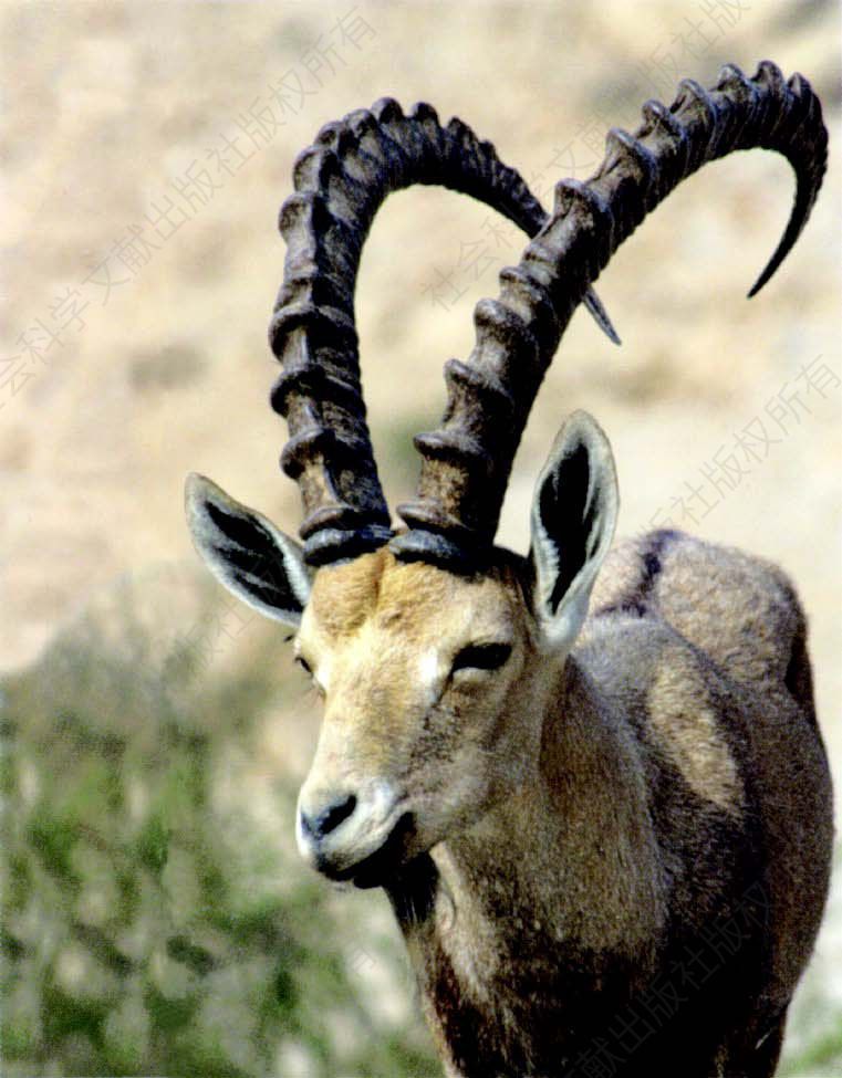努比亚山羊（恩戈地自然保护区）