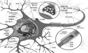 图4-11 神经细胞的基本单位——神经元