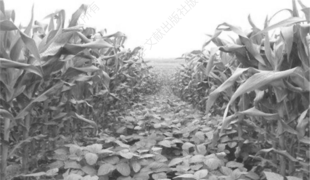图6-11 玉米地套种大豆