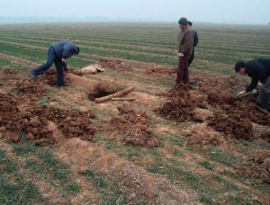 安阳考古队成员在古墓盗掘现场，地面孔洞为盗墓贼所掘盗坑（2005年，洹北商城内。左：唐际根，中：侯卫国，右：崔良生）
