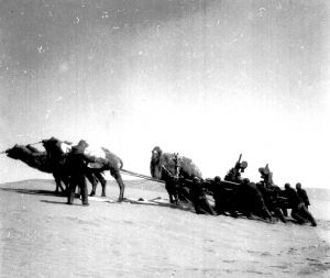 图3 1974年，民勤县红沙梁公社花寨大队的驼队运输柴油发电机组