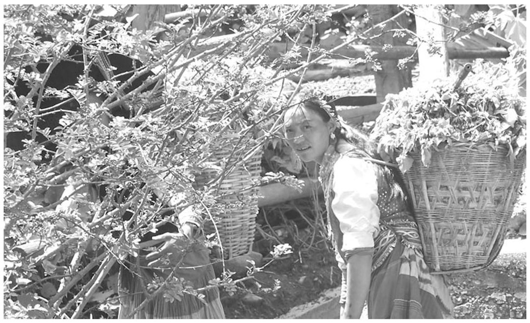 图4-5 劳动中的彝族妇女（笔者拍摄于2009年7月）