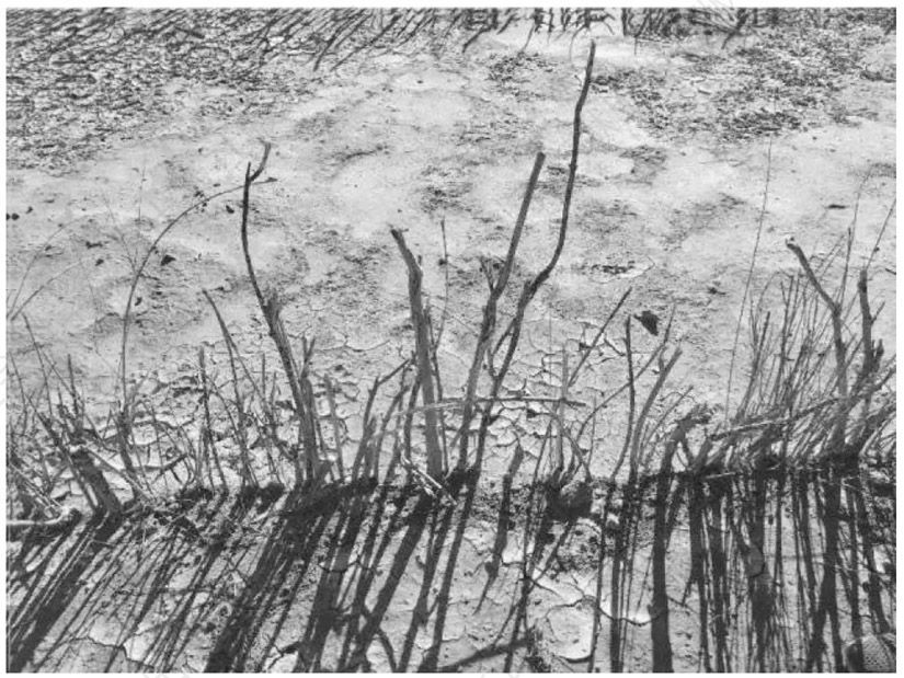 图45 有沙障的沙地蓄积了水分，更加松软，较适合植物生长