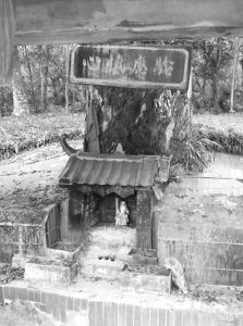 图1 凤岭村口的檀树伯公和“心怀应验”石碑