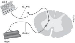 图5 神经反射弧示意