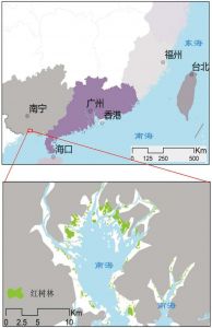图11 中国的红树林空间分布