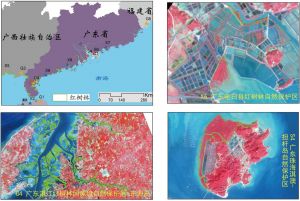 图12 广东红树林分布