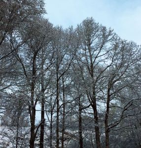 图3 祁连县河谷地带大雪压树