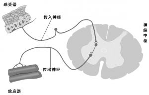 图4 神经元结构