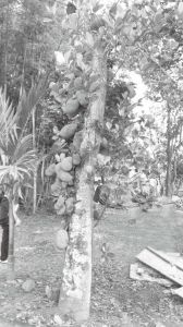 图3-3 打安村村庄中的菠萝蜜树