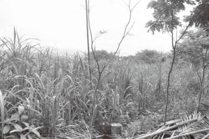 图4-6 打安村村庄的甘蔗种植