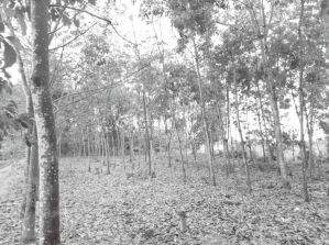 图4-7 打安村村民的橡胶林